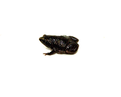 Eastern Narrow mouth Toads For Sale