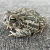 Fowler's Toad for sale