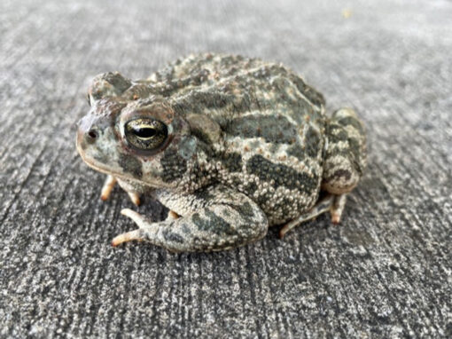 Fowler's Toad for sale
