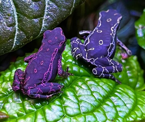 Purple Toad