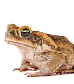 Cane Toad For Sale