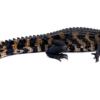 Dwarf Caiman For Sale